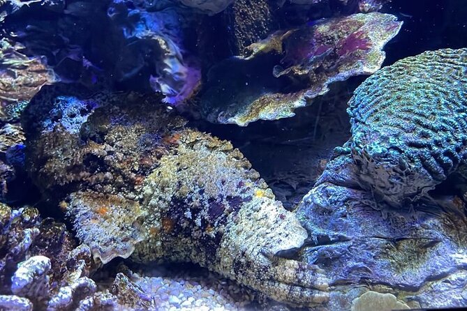 Private Hamad Port Tour in Mesaieed |Aquarium |Maritime Museum - The touch tank makes the marine story hands-on
