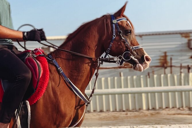 Private Horse and Camel Riding Experience in Doha - Arabian horses and Qatar’s desert setting