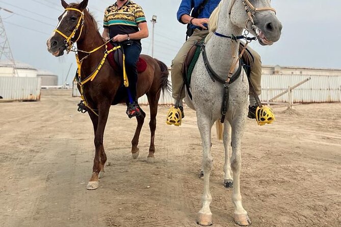 Private Horse and Camel Riding Experience in Doha - How much value do you get for $150?