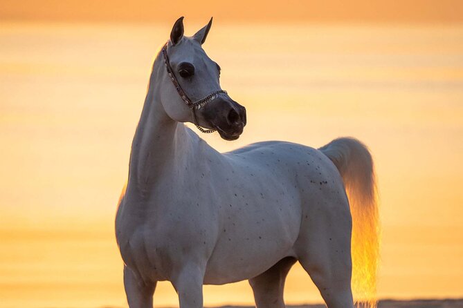 Private Horse and Camel Riding Experience in Doha - Weather can change the plan