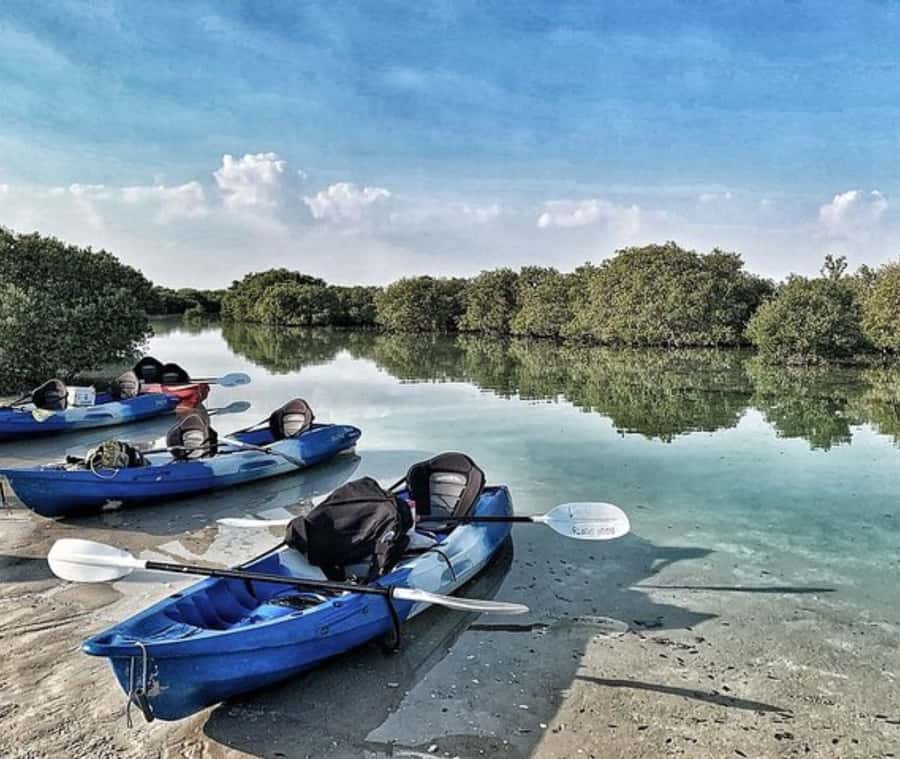 Qatar: Al Thakira Mangrove Forest Kayaking Tour - Why Al Thakira is worth the drive from Doha