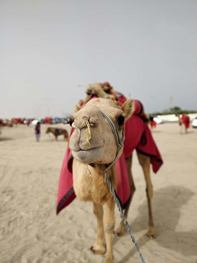 Qatar: Desert Safari, Camel Ride, Inland sea, Sandboarding - Who should book this Qatar desert safari?