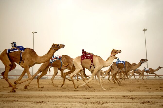 Qatar West Coast tour to Richard Serra Sculpture and Mushroom Rock Formation - Why Qatar’s west coast is worth your half-day