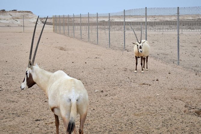 Qatar West Coast tour, Zekreet, Richard Serra Sculpture, Mushroom Rock Formation - Watching camel training at Al Shahaniya
