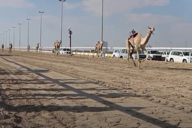 West Of Qatar, Mushroom Rocks, Camel Racing Track, Richard Serra - Guide quality and the private-tour advantage