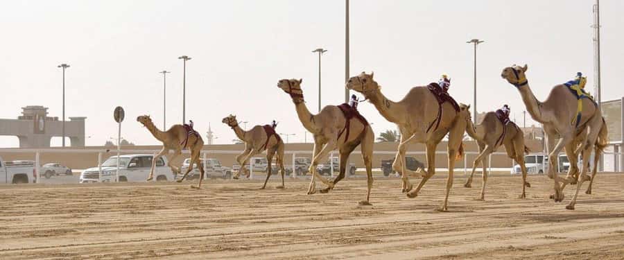West of Qatar Richard Serra, Mushroom Hills, CamelRace track - Key points to know before booking