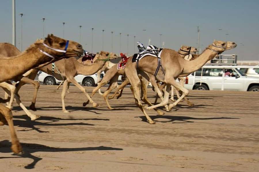 West of Qatar Richard Serra, Mushroom Hills, CamelRace track - How the four-hour schedule feels