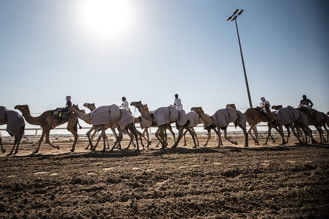 West Of Qatar Richard Serra sculpture, Mushroom Hills,Camel track - Who will get the most from this tour?