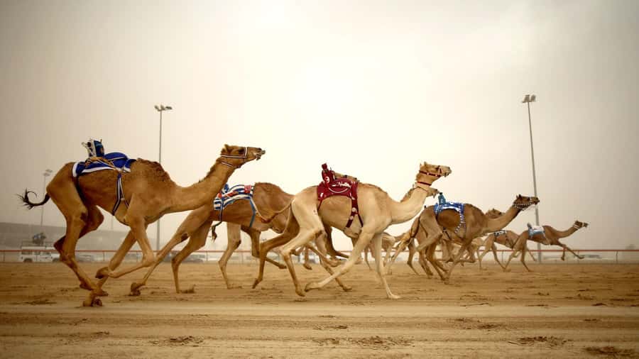 West Qatar tour to Richard Sierra sculpture,Umbrella Rock - Key points at a glance
